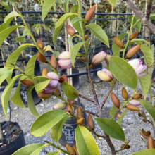 Michelia x foggii 'Mixed Up Miss' foliage.