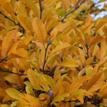 Magnolia x loebneri 'Leonard Messel' (Loebner Magnolia) autumn foliage.