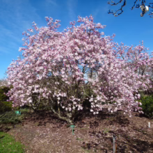 Magnolia x loebneri 'Leonard Messel' (Loebner Magnolia) flowering tree.
