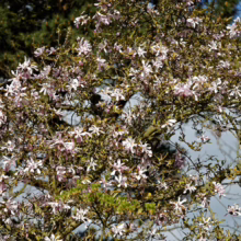 Magnolia x loebneri 'Leonard Messel' (Loebner Magnolia) blooms.