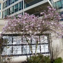 Magnolia x loebneri 'Leonard Messel' (Loebner Magnolia) blooming near building.