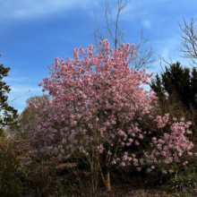 Magnolia x loebneri 'Leonard Messel' (Loebner Magnolia) large tree.