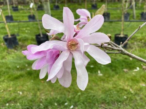 <i>Magnolia</i> x <i>loebneri</i> 'Leonard Messel'