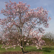 Magnolia x loebneri 'Leonard Messel' (Loebner Magnolia) in a park.