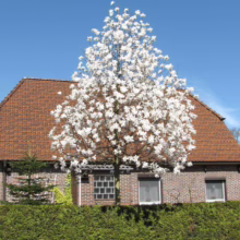 Magnolia x loebneri 'Merrill' (Loebner Magnolia) flowering tree.