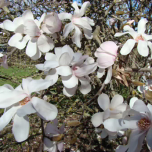 Magnolia x loebneri 'Merrill' (Loebner Magnolia) flowering branches.