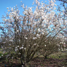 Magnolia x loebneri 'Merrill' (Loebner Magnolia) bush.