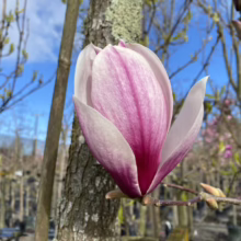 Magnolia x soulangeana (Saucer Magnolia) side of flower.