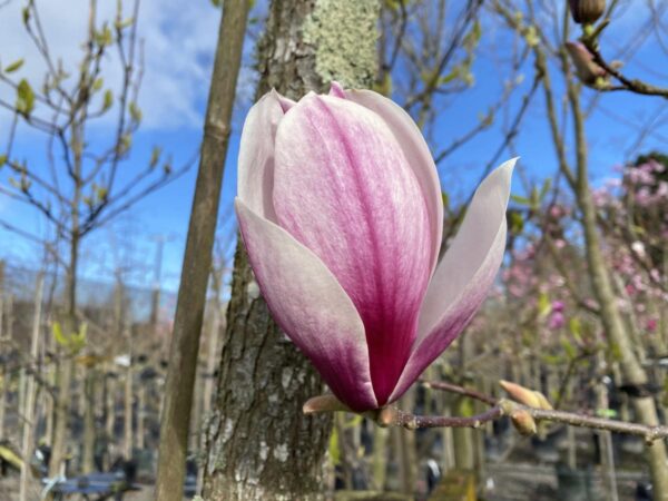 <i>Magnolia</i> x <i>soulangeana</i> - Image 2