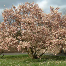 Magnolia x soulangeana (Saucer Magnolia) large tree.