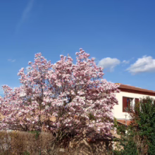Magnolia x soulangeana (Saucer Magnolia) flowering tree.