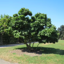 Magnolia x soulangeana (Saucer Magnolia) summer form.