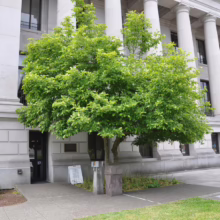 Magnolia x soulangeana (Saucer Magnolia) by a building.