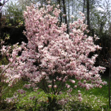 Magnolia tree in full bloom, displaying pale pink flowers against a backdrop of green grass and scattered fallen petals, creating a serene garden scene.