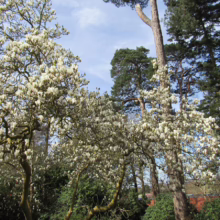 Magnolia x soulangeana 'Alba' (Saucer Magnolia) in the bush.