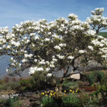 Magnolia x soulangeana 'Alba' (Saucer Magnolia) large flowering tree.