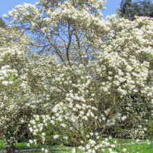 Magnolia x soulangeana 'Alba' (Saucer Magnolia) in spring.