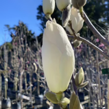 Magnolia x soulangeana 'Lennei Alba' (Saucer Magnolia) bud.