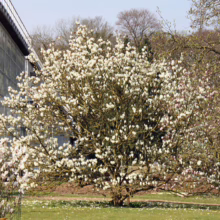 Magnolia x soulangeana 'Lennei Alba' (Saucer Magnolia) tree in flower.