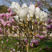 Magnolia x soulangeana 'Lennei Alba' (Saucer Magnolia) flowering branches.