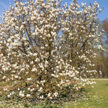 Magnolia x soulangeana 'Lennei Alba' (Saucer Magnolia) spring form.