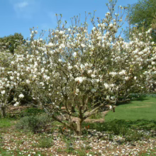 Magnolia x soulangeana 'Lennei Alba' (Saucer Magnolia) small tree.
