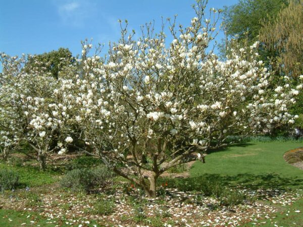 <i>Magnolia</i> x <i>soulangeana</i> 'Lennei Alba' - Image 6