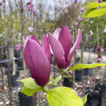 Magnolia x soulangeana 'Old Port' (Saucer Magnolia) in spring.