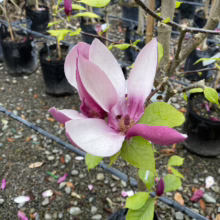 Magnolia x soulangeana 'Old Port' (Saucer Magnolia) open flower.