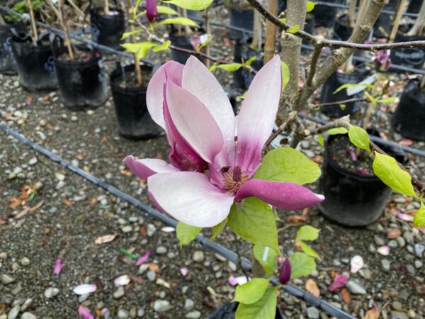 <i>Magnolia</i> x <i>soulangeana</i> 'Old Port' - Image 3