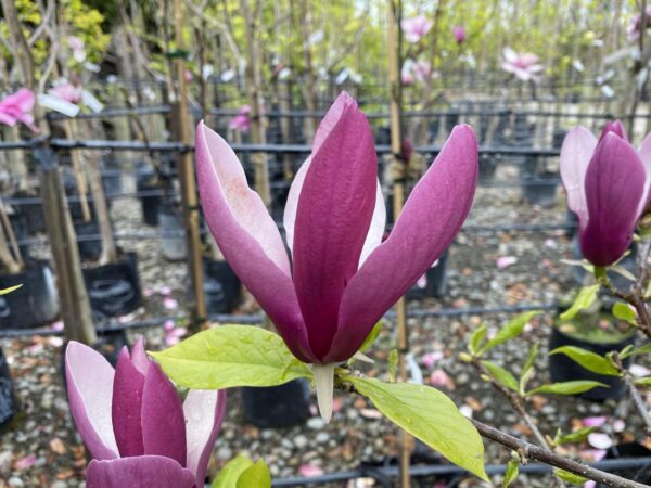 <i>Magnolia</i> x <i>soulangeana</i> 'Old Port'