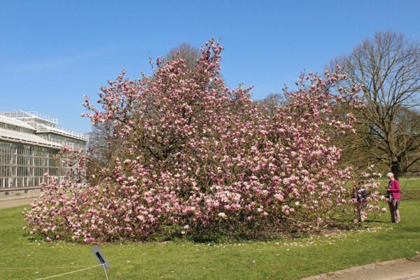 <i>Magnolia</i> x <i>soulangeana</i> 'Rustica Rubra' - Image 3