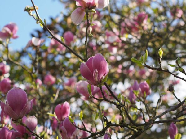 <i>Magnolia</i> x <i>soulangeana</i> 'Rustica Rubra' - Image 4