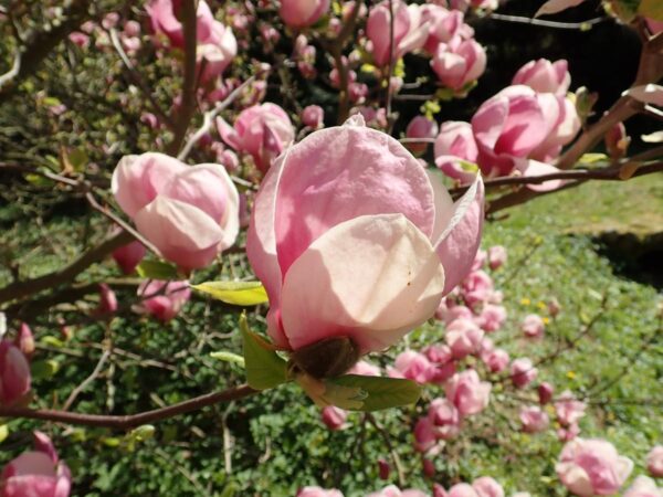 <i>Magnolia</i> x <i>soulangeana</i> 'Rustica Rubra'