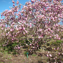 Magnolia x soulangeana 'San Jose' (Saucer Magnolia) tree.