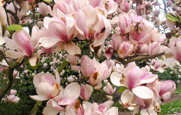 <i>Magnolia</i> x <i>soulangeana</i> 'San Jose'