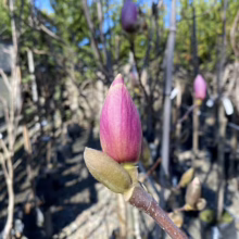 Magnolia x soulangeana 'Sundew' (Saucer Magnolia) bud.
