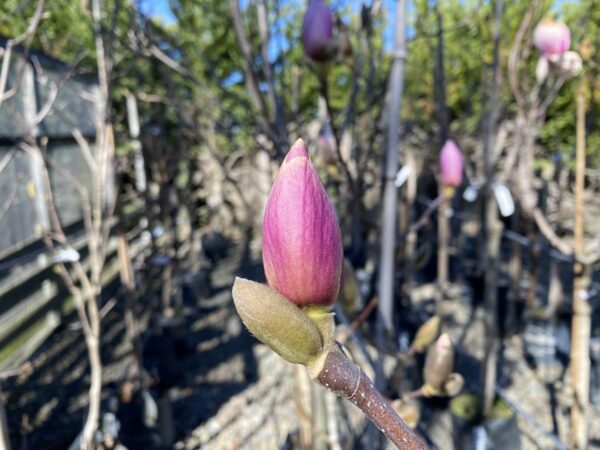 <i>Magnolia</i> x <i>soulangeana</i> 'Sundew' - Image 2