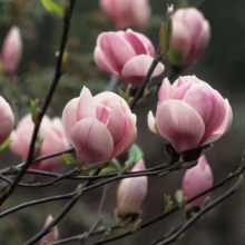 Magnolia x soulangeana 'Sundew' (Saucer Magnolia) flowering branches.