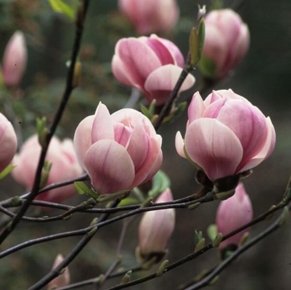 <i>Magnolia</i> x <i>soulangeana</i> 'Sundew' - Image 3