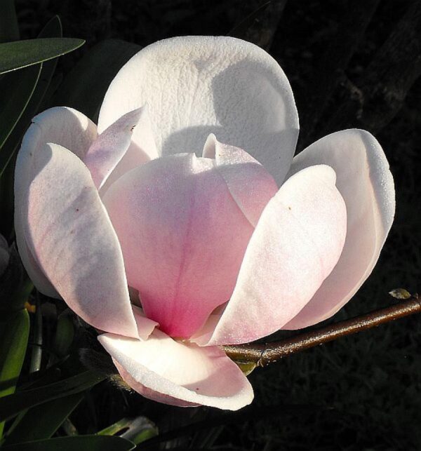 <i>Magnolia</i> x <i>soulangeana</i> 'Sundew'