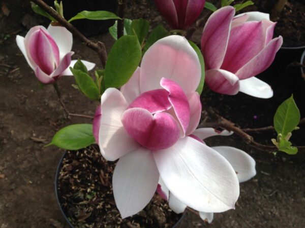 <i>Magnolia</i> x <i>soulangeana</i> 'Touch of Class'