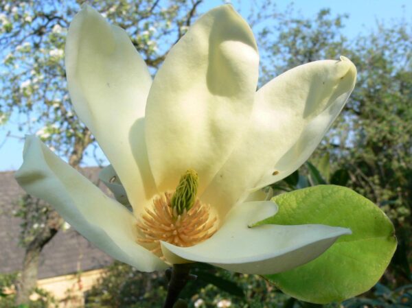 <i>Magnolia</i> 'Yellow Fever'