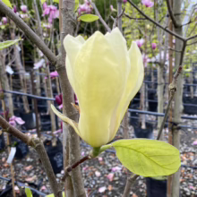 Magnolia 'Yellow Lantern' (Magnolia) bud.