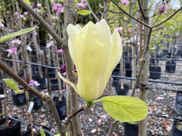 <i>Magnolia</i> 'Yellow Lantern' - Image 2