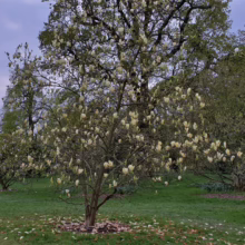 Magnolia 'Yellow Lantern' (Magnolia) mature tree.