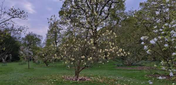 <i>Magnolia</i> 'Yellow Lantern' - Image 3