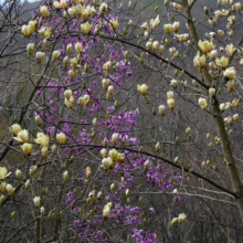 Magnolia 'Yellow Lantern' (Magnolia) flowering branches.