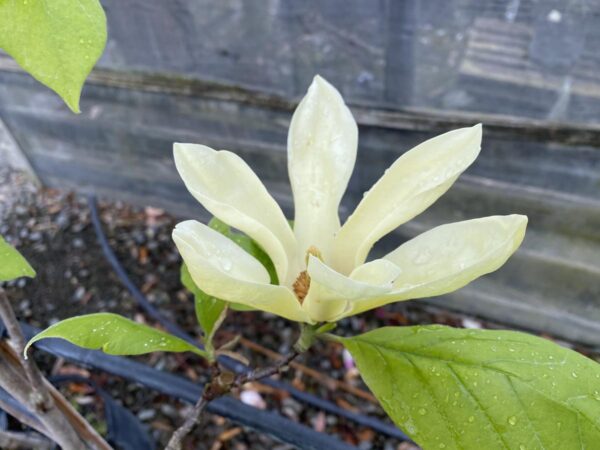 <i>Magnolia</i> 'Yellow Lantern'