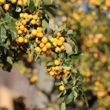 Golden crabapples ripen on a tree branch, their vibrant yellow contrasting with the green leaves. The image captures the essence of fall harvest and natural beauty.